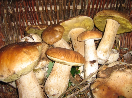 Meublés et Gtes Nages CABROL Alain